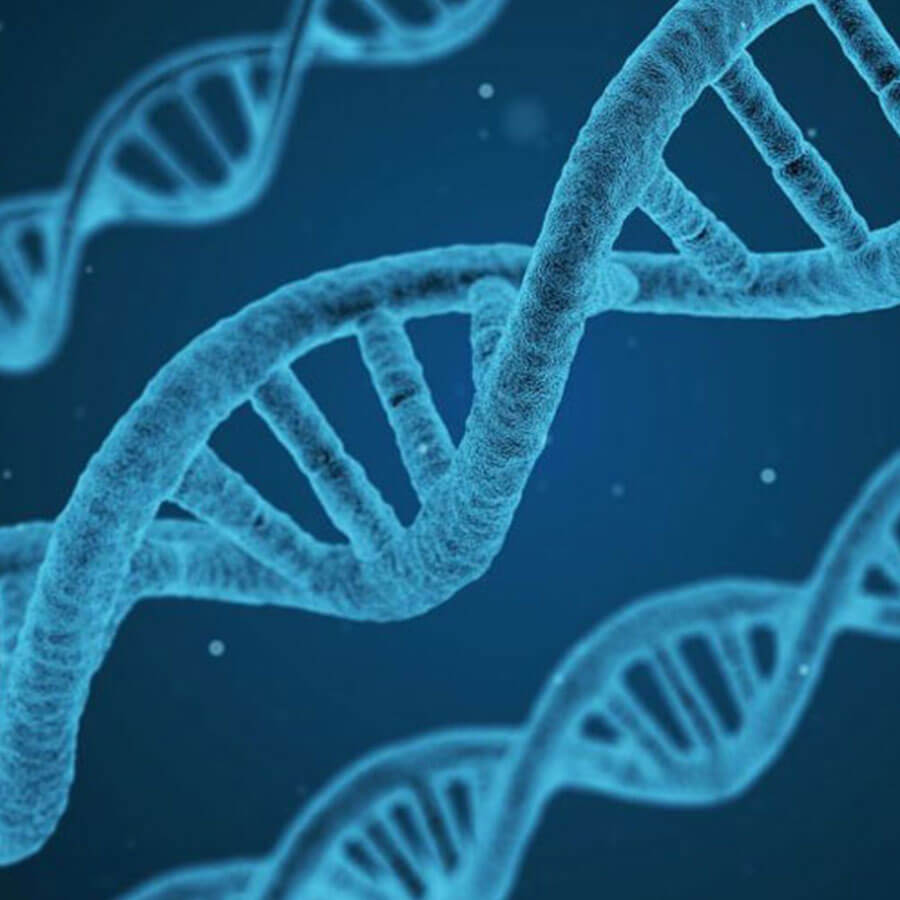 DNA strands